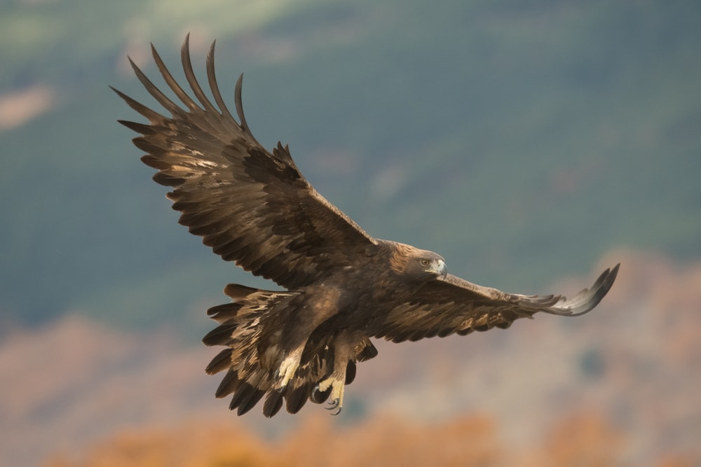 Close up photo of Golden Eagle (Aquila chrysaetos) flying