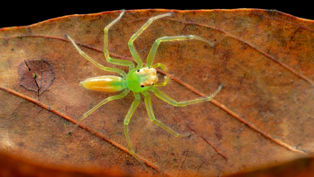 Magnolia Green Jumper in Florida on top of a dry leaf