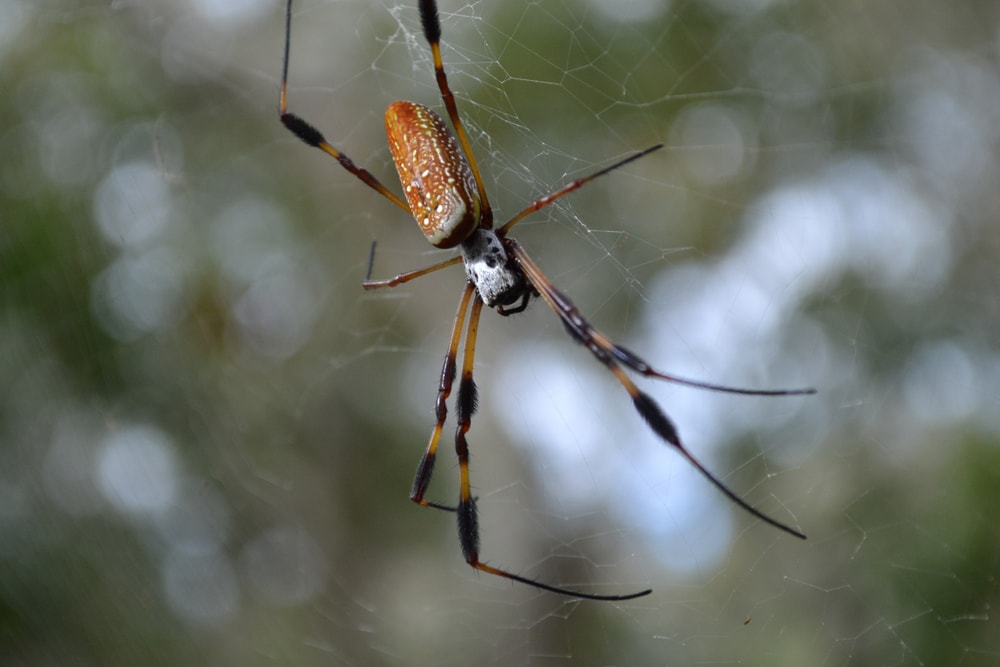 Banana Spider in Florida making its web