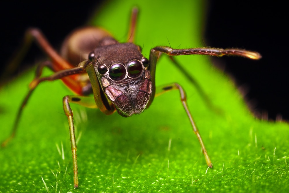 Red-Spotted Ant Mimic Spider in Florida on black background