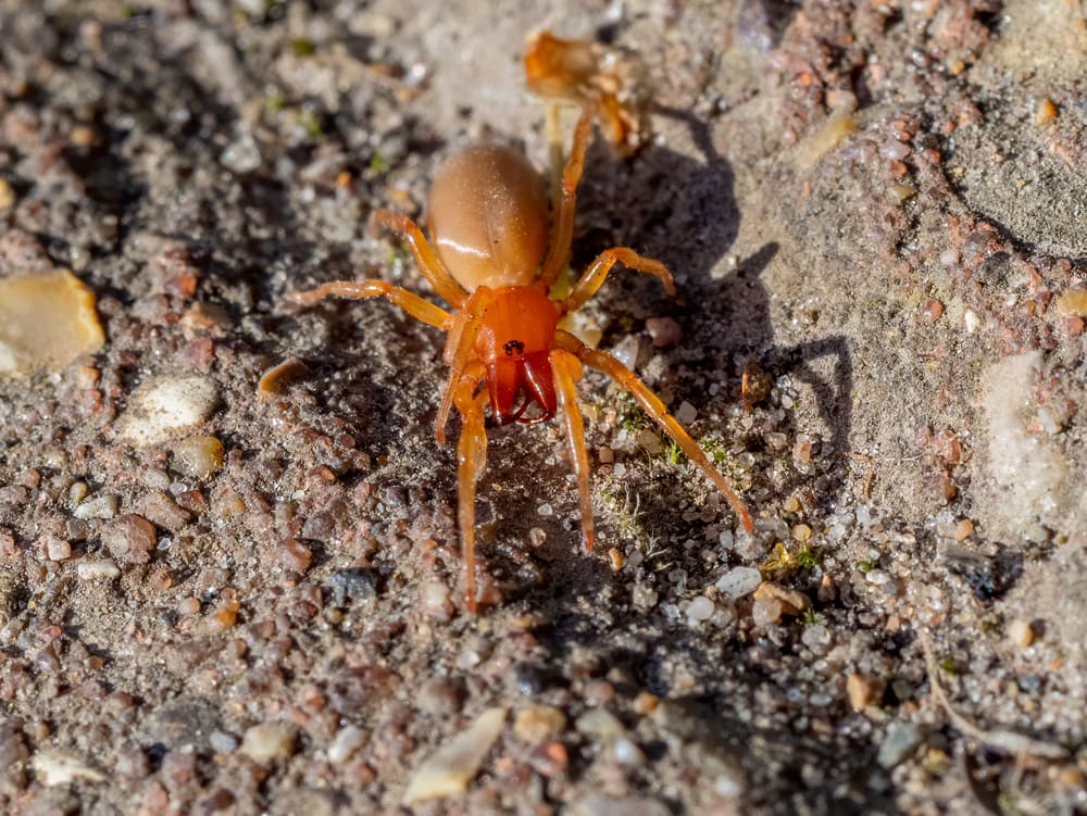 Woodlouse Spider in Florida walking on the sand