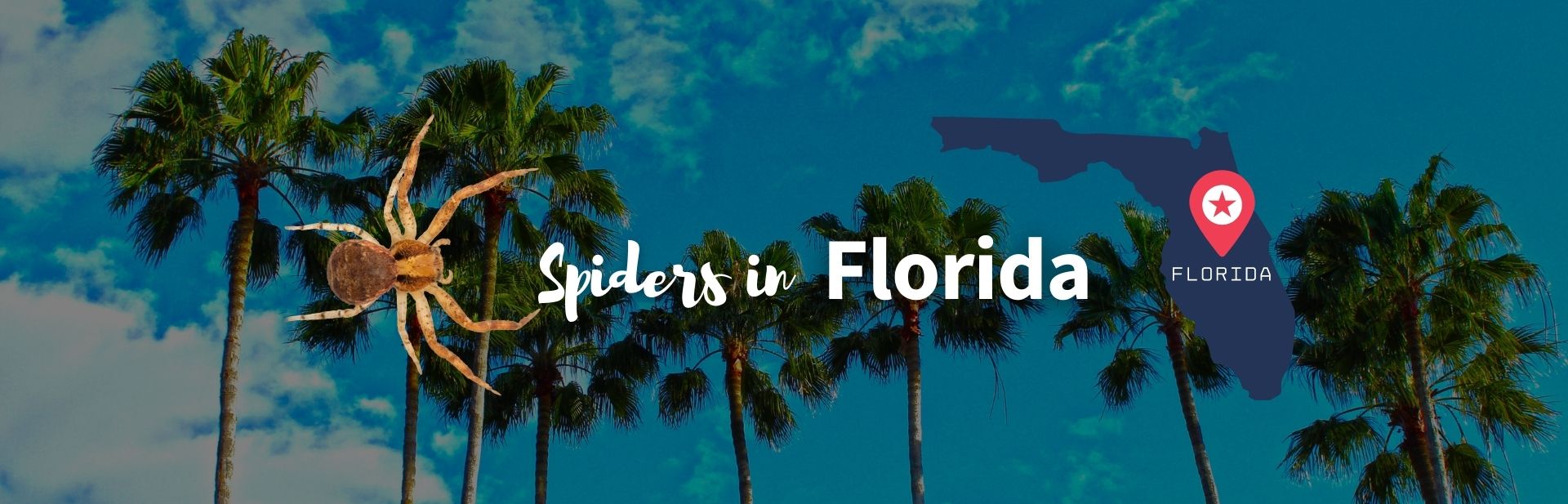 Florida spiders featured image