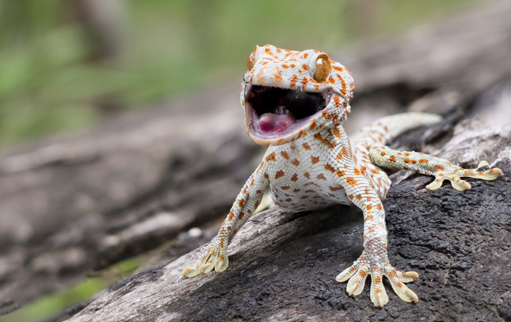 Tokay Gecko (Gekko gecko) laying on a branch of a tree