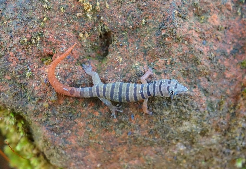 Cuban Ashy Gecko (Sphaerodactylus elegans elegans) on top of a rock