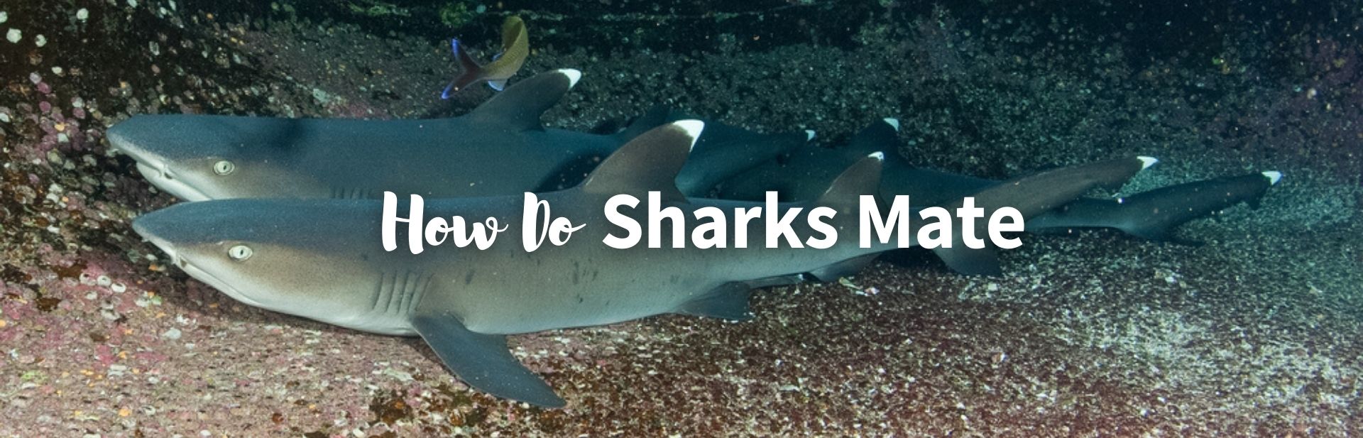how do sharks mate featured photo