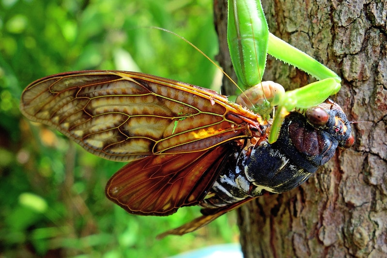Grasshopper eating a Cicada on a tree