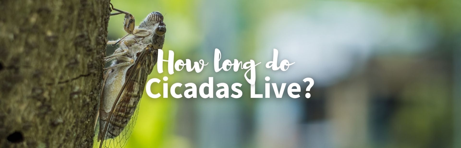 How long do cicadas live featured image