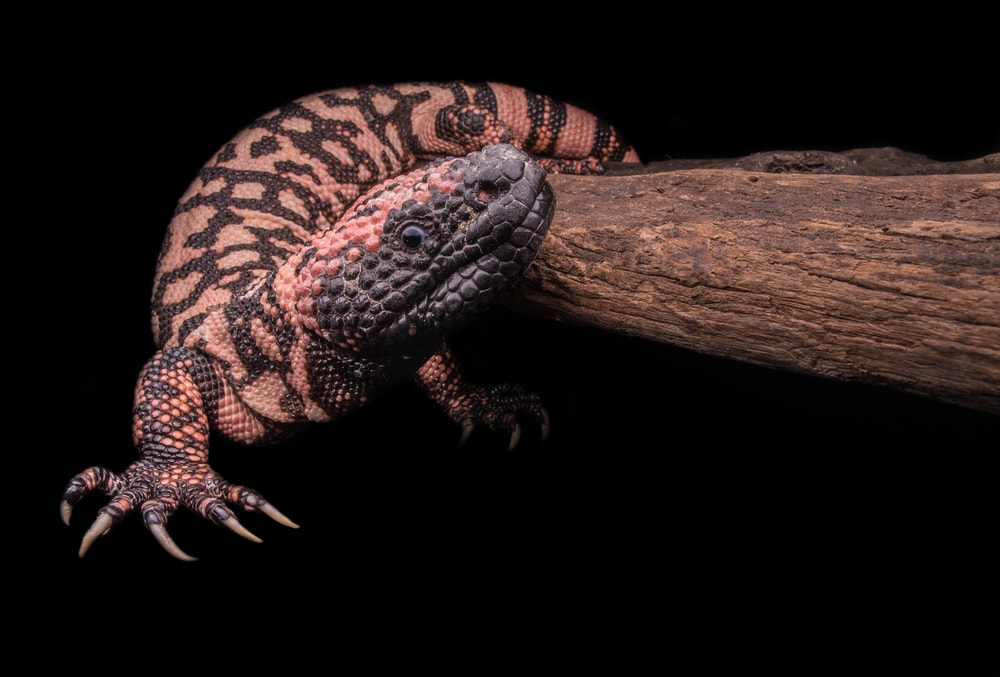 Banded Gila Monster on black background