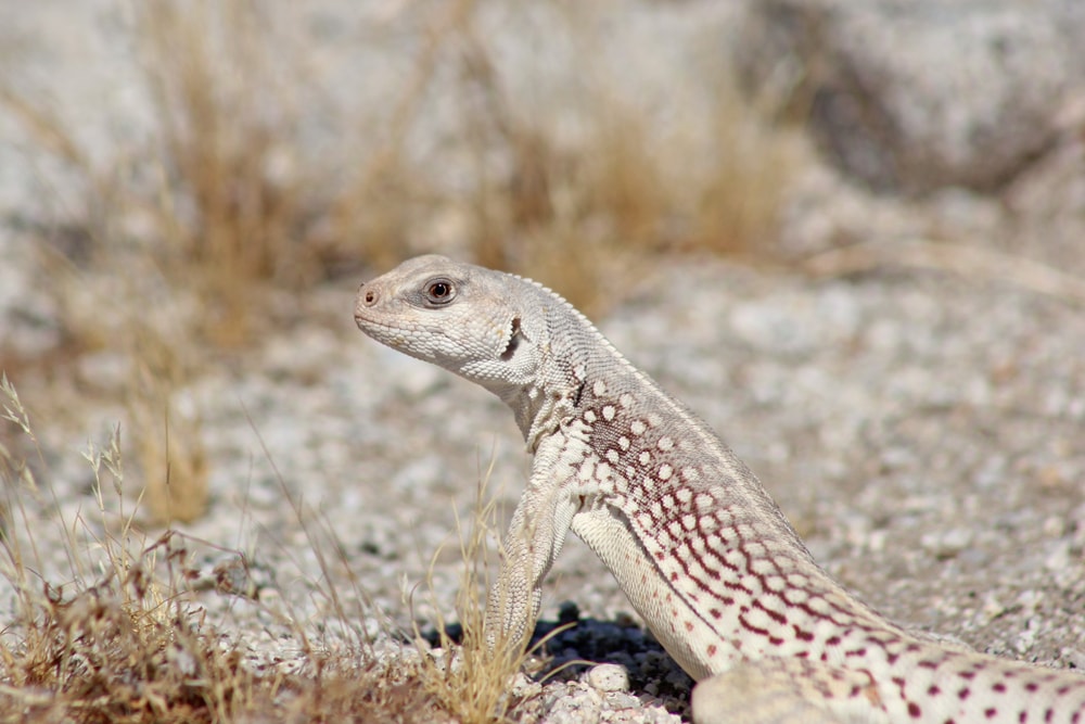 Desert Iguana crawling through the desert