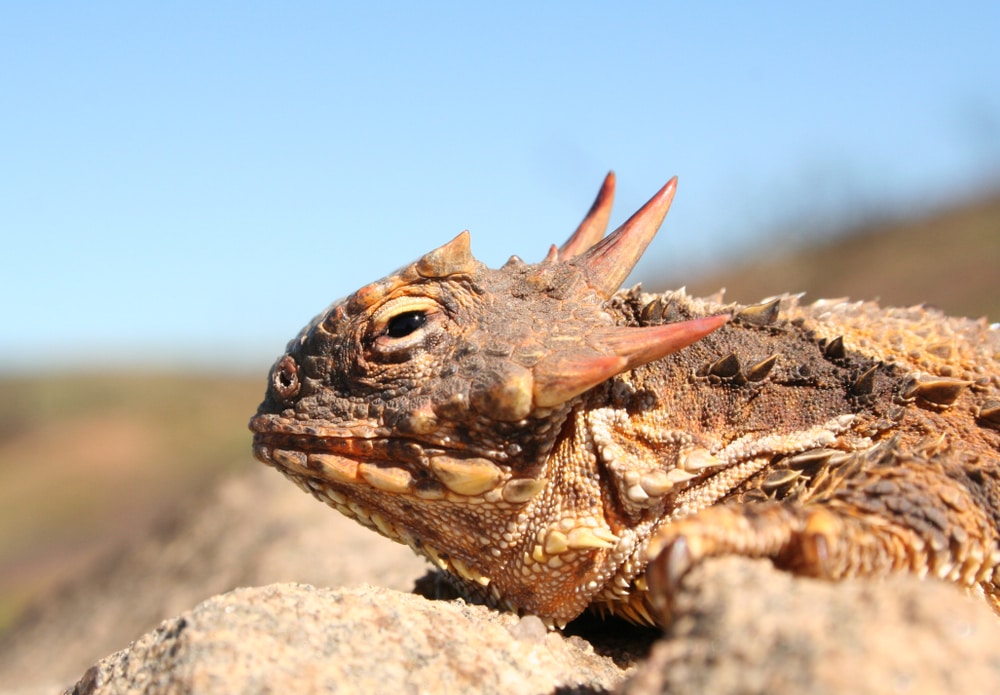 Close up shot of Coast Horned Lizard