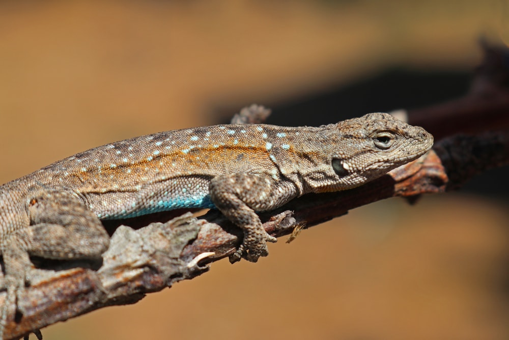 Baja California Brush Lizard sticking up on a branch of tree