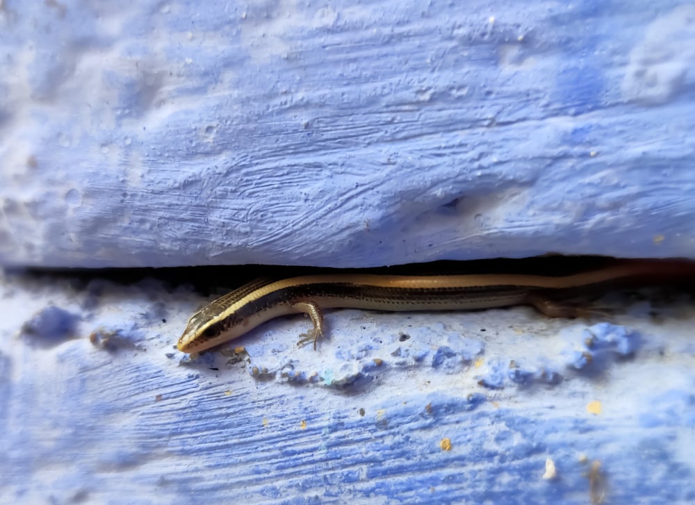 Gilbert Skink hiding inside a wood