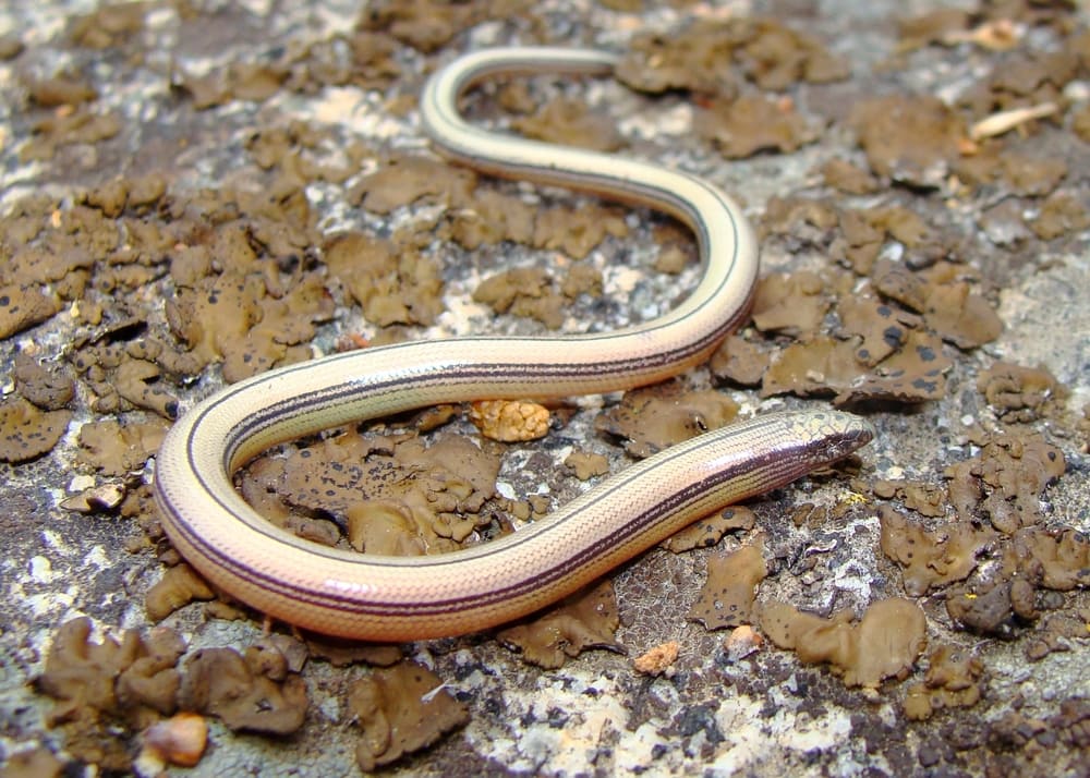 California Legless Lizard crawling on dead mushrooms