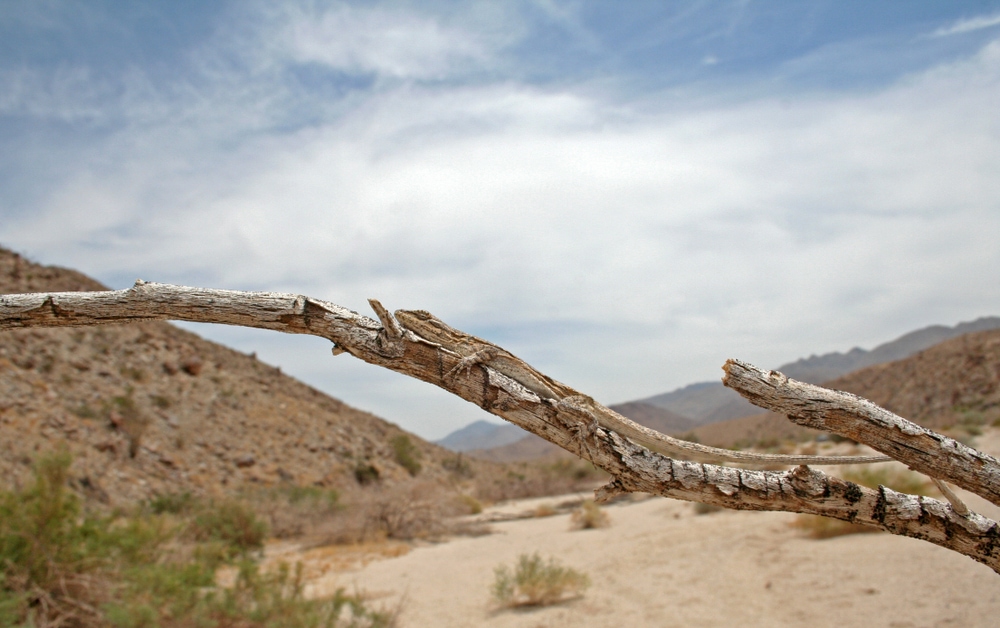 Long-Tailed Brush Lizard hiding on a thin branch of wood