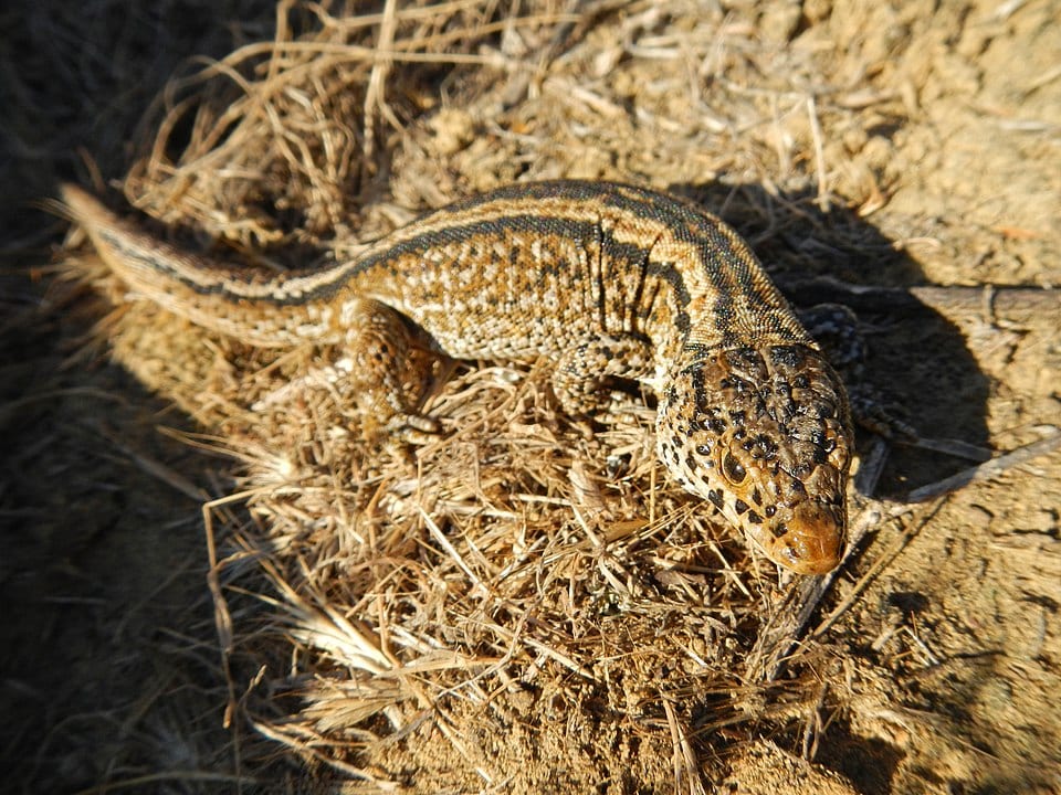Head shot of Island Night Lizard on a field