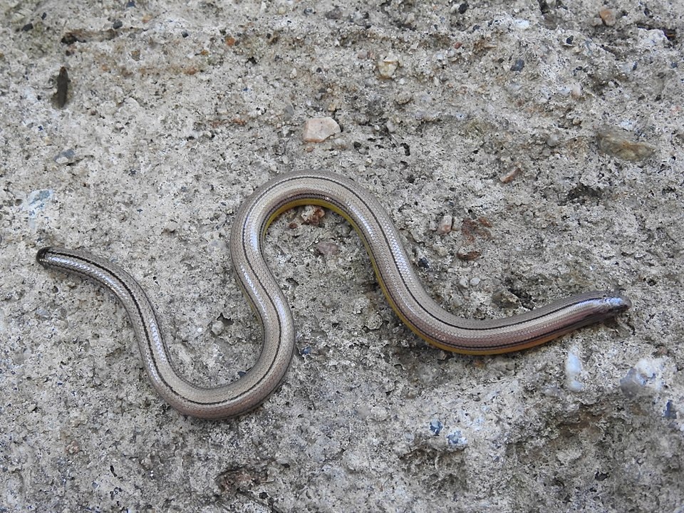 San Diego Legless Lizard crawling on a rock