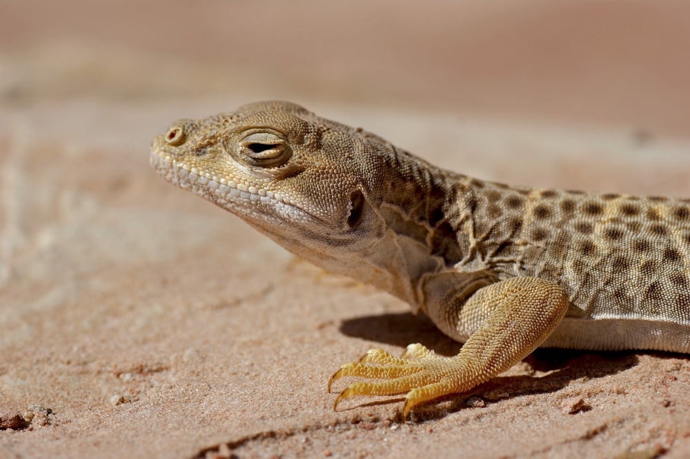 Long-Nosed Leopard Lizard walking on a deserted sand