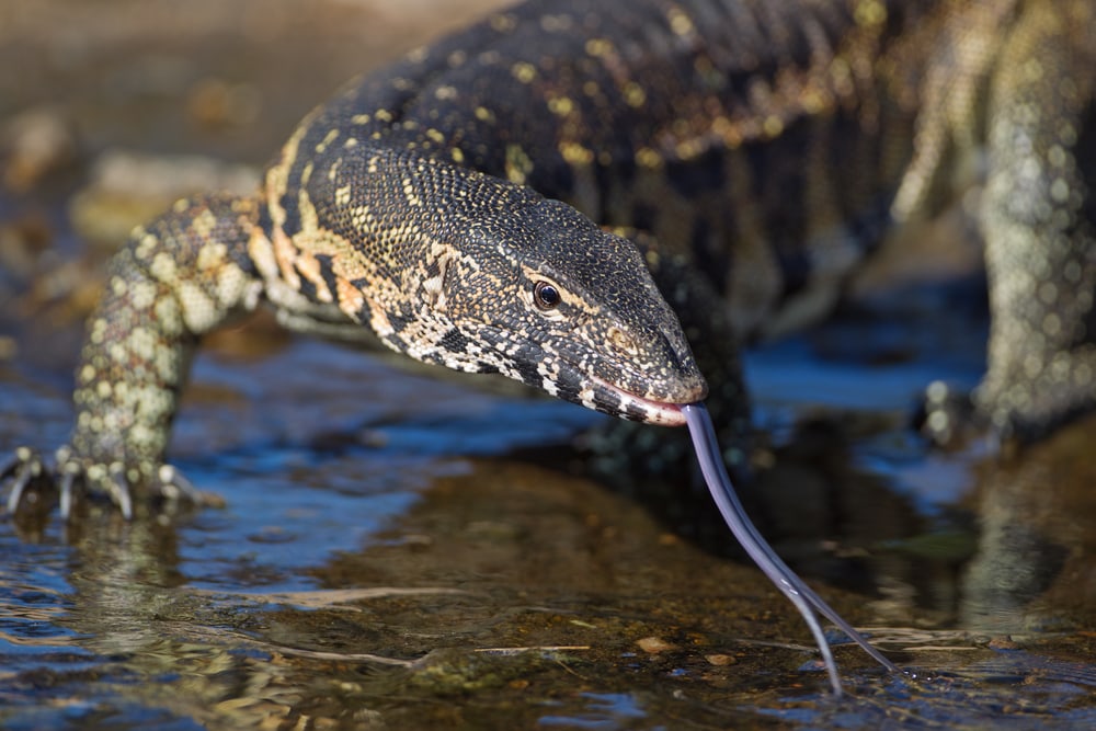 Nile Monitor in Florida walking through the shores