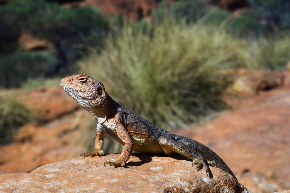 Brown lizard standing on a tree that's been cut