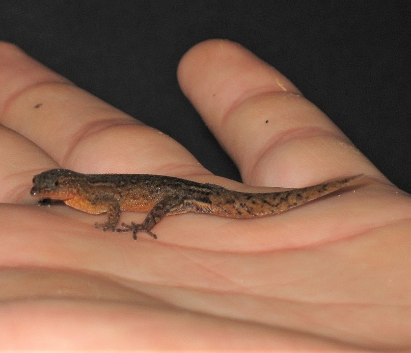 Florida Reef Gecko in the hands of a man