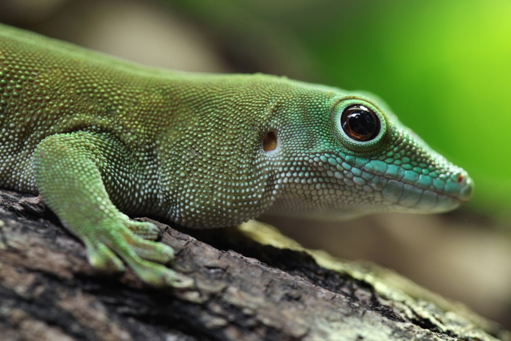 Close up shot of Madagascan Day Gecko in Florida
