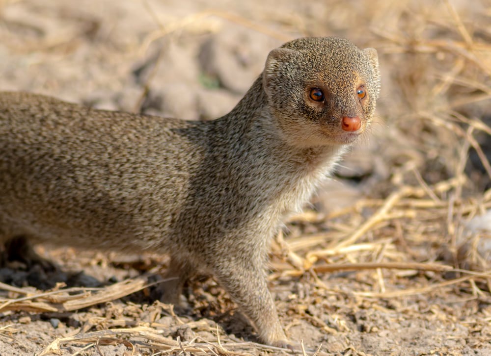 Mongoose walking in the fields of Hawaii