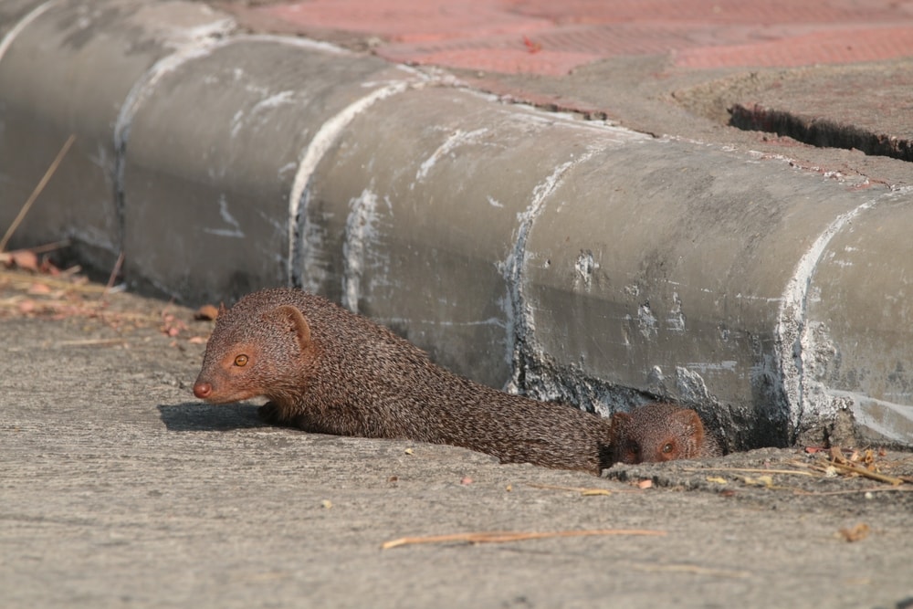 Mongoose hiding under pipes of Hawaii