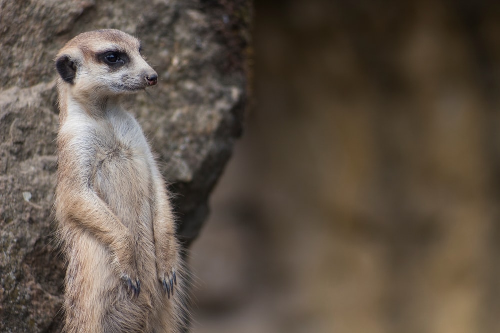 Mongoose standing up in front of a rock
