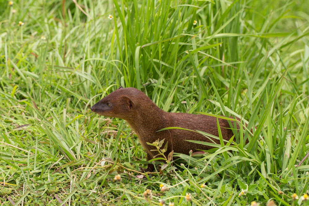 Mongoose walking through the tall grass