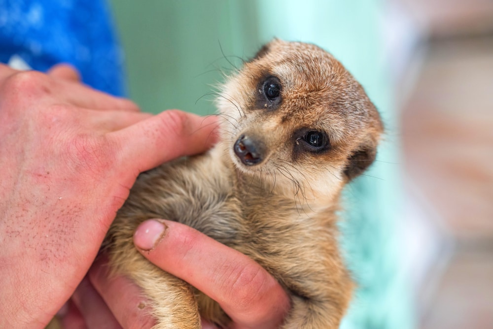 Man carefully touching a mongoose