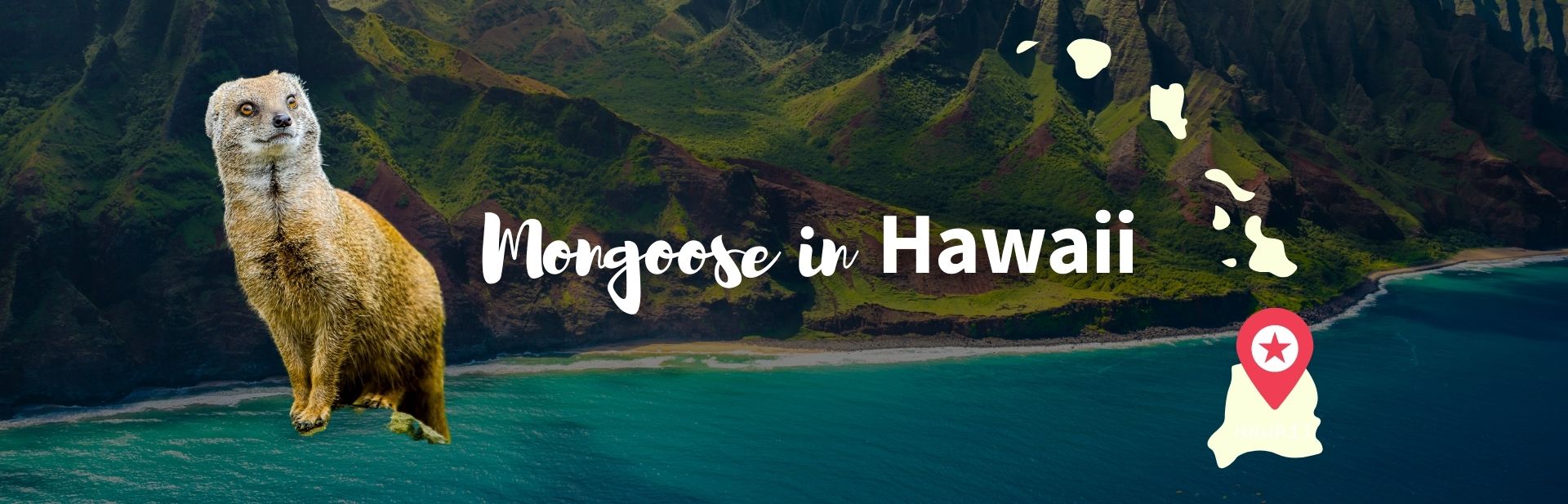 Mongoose in Hawaii featured photo