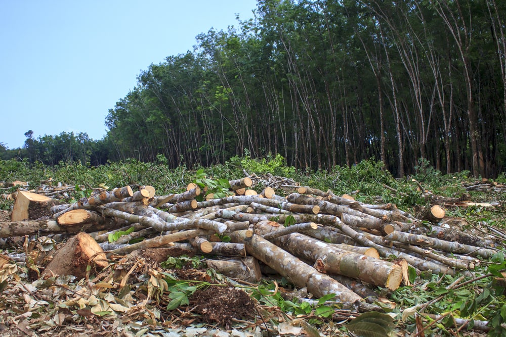 Trees being cut down in the middle of a forest