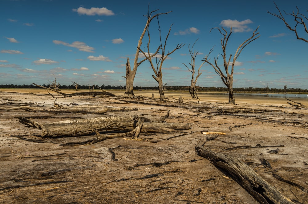 Picture of a forest with dead trees