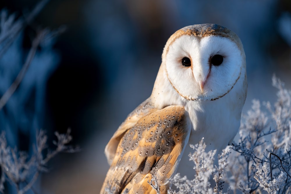 Barn owl looking back at the camera