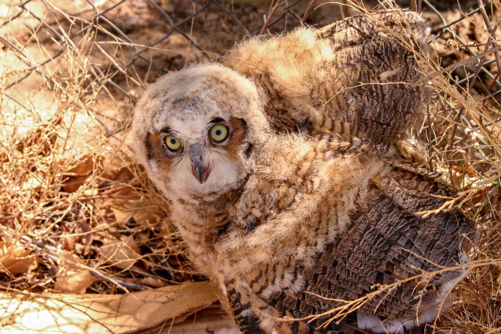 Baby Short-eared owl coming out of its shell