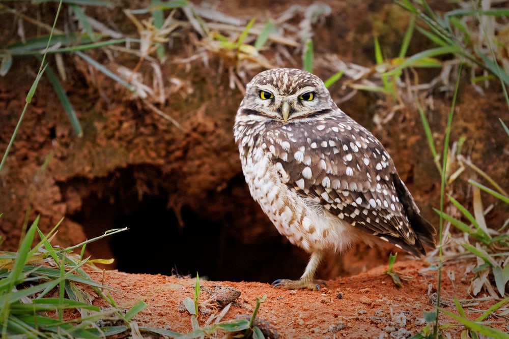 Burrowing owl standing on a red soil