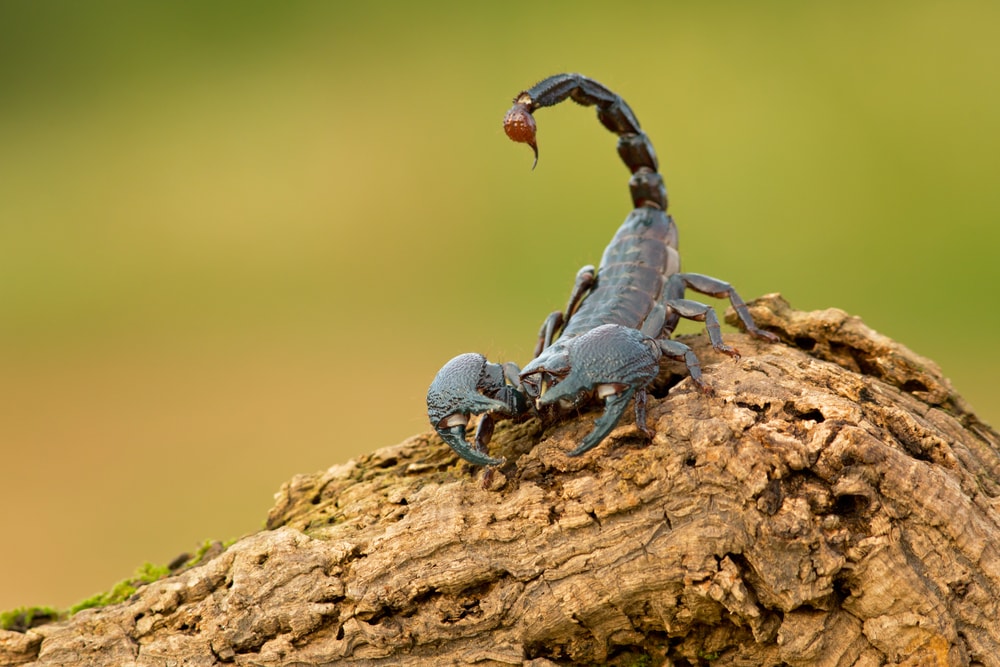 Spider flexing its tail on top of a branch of tree