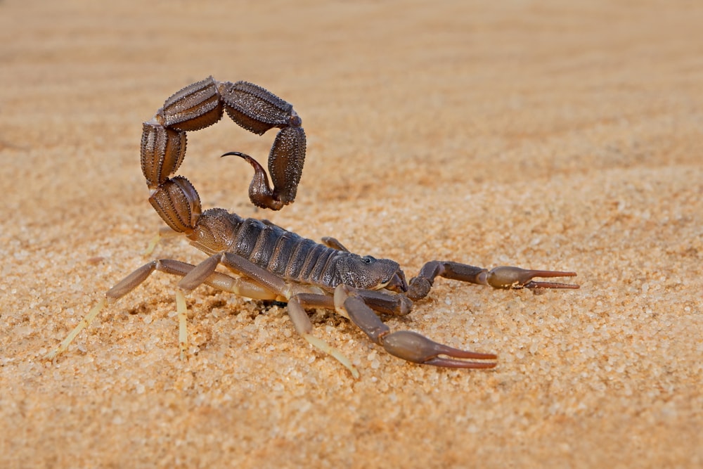 Scorpion walking on the desert sands