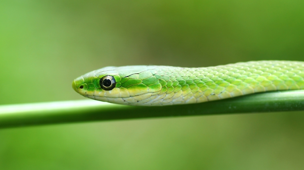 Close up shot of Rough Green Snake head