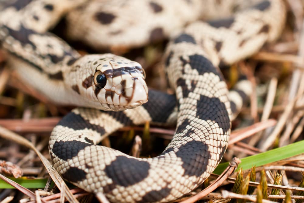 Northern Pine Snake crawling through dry grass