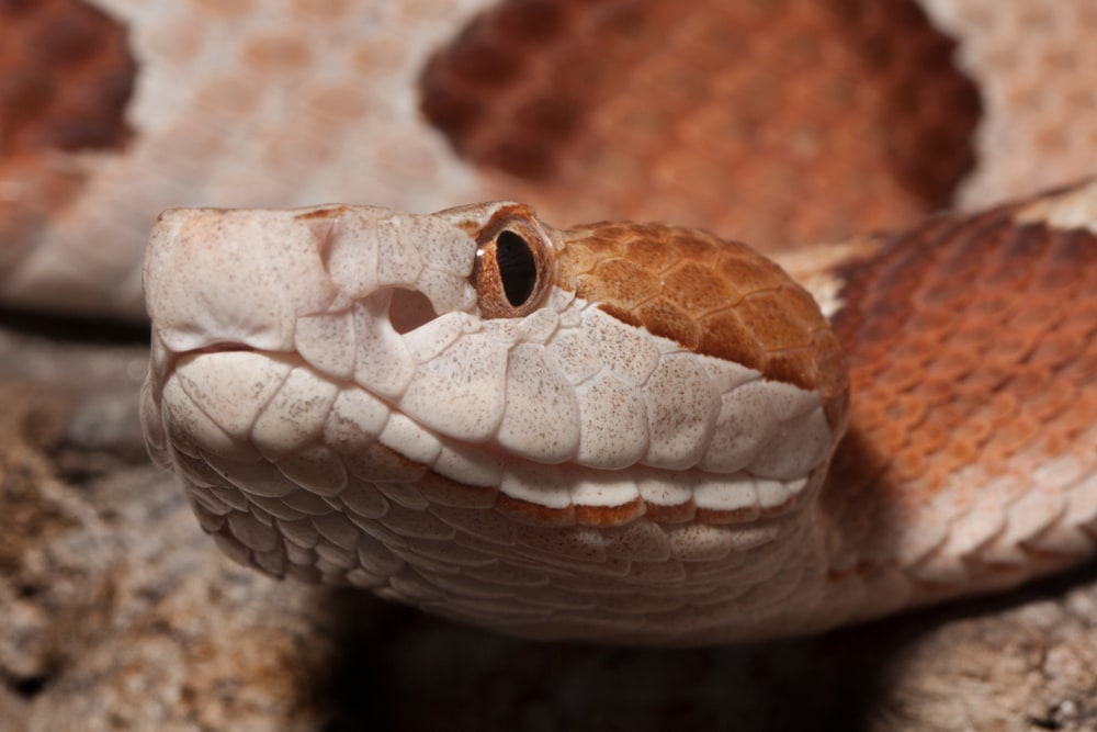 Close up shot Copperhead looking at the camera