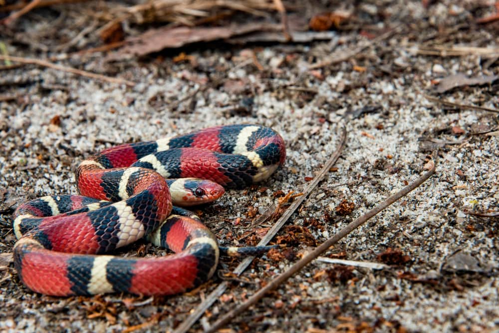 Scarlet Snakes laying on burned ashes