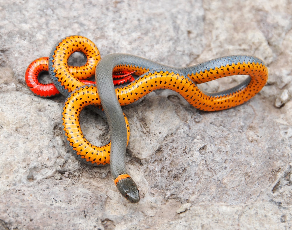 Ring-necked Snake circling on a rock