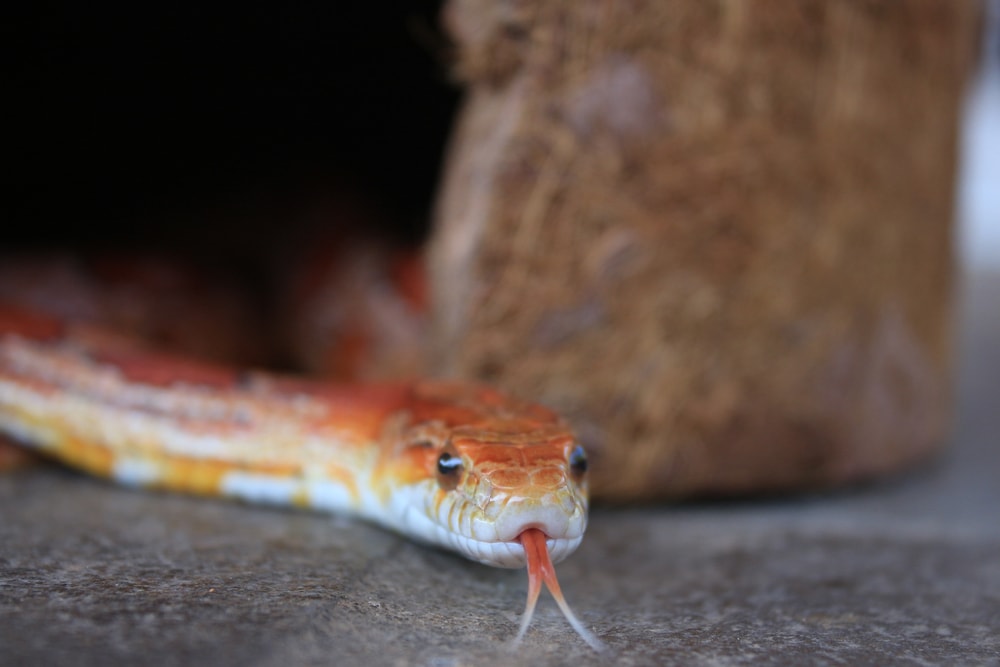 Close up photo of Red Cornsnake
