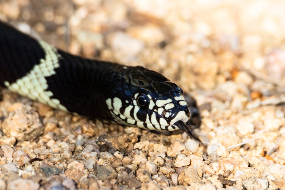 Close up shot Common Kingsnake crawling through stones