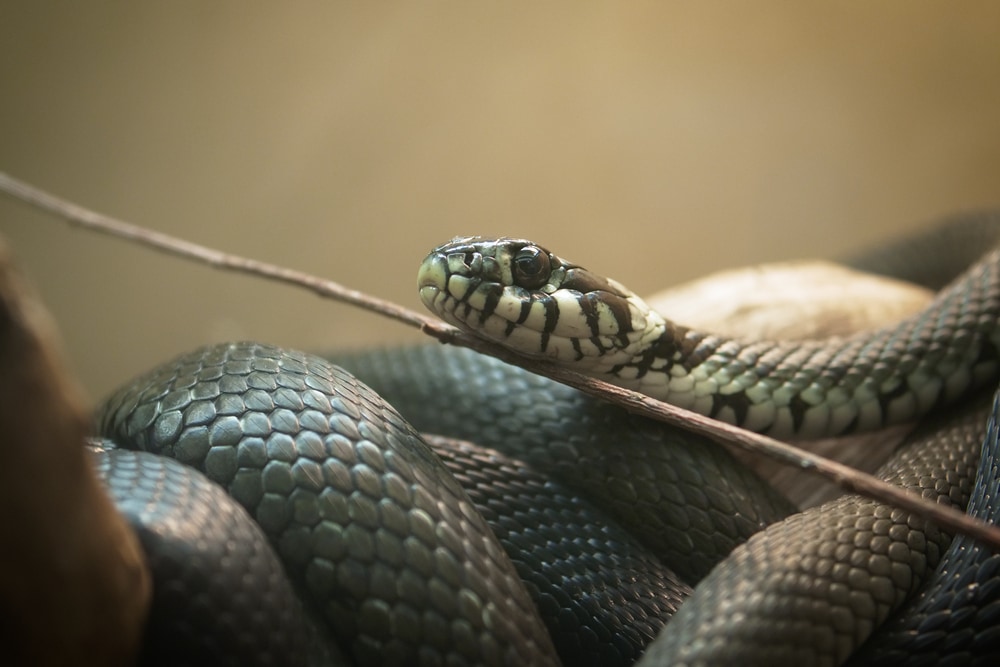 Gray Ratsnake crawling up to a stick