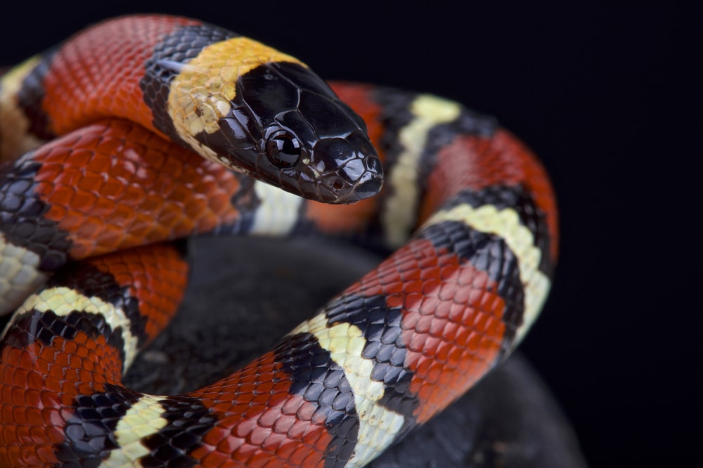 Milk Snake on black background
