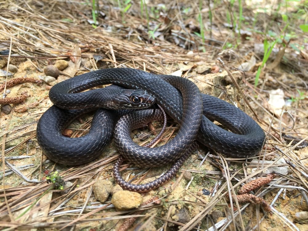 Coachwhip laying on dry grass