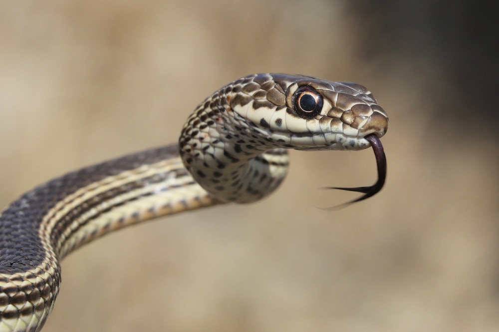 Close up photo of Striped Whipsnake showing its tongue
