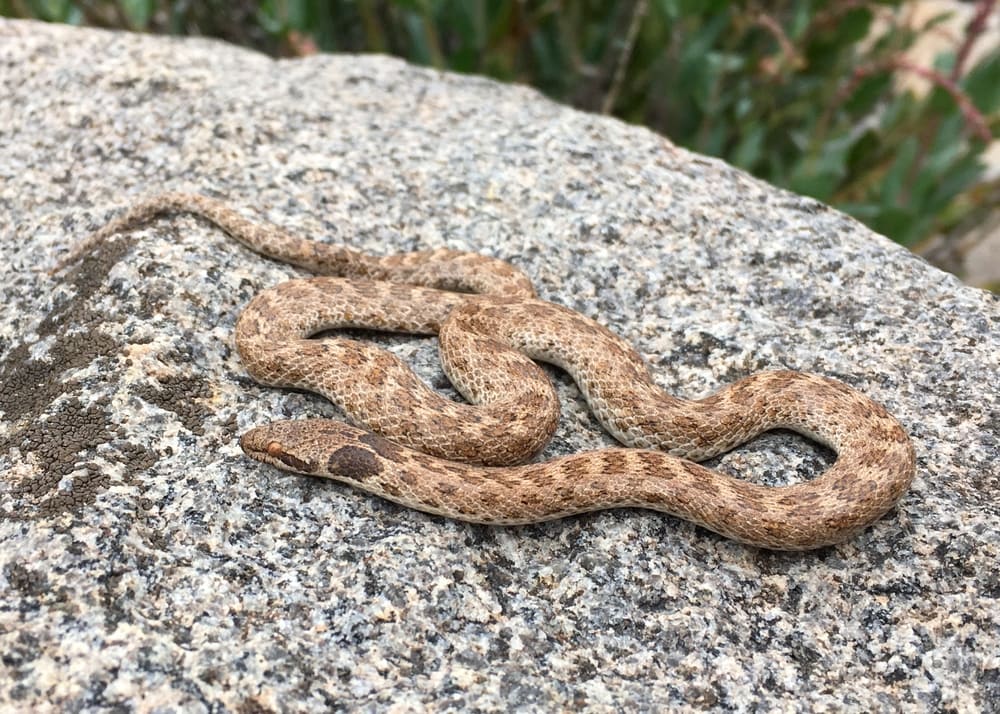 Night Snake laying on a rock peacefully